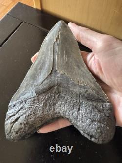 Megalodon Sharks Tooth 5 11/16 inch fossil sharks teeth tooth
