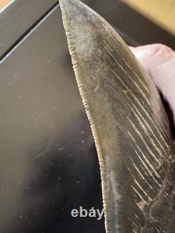 Megalodon Sharks Tooth 5 11/16 inch fossil sharks teeth tooth