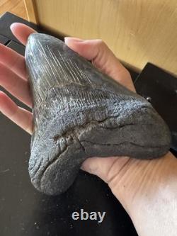 Megalodon Sharks Tooth 5 11/16 inch fossil sharks teeth tooth