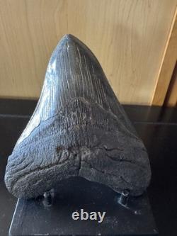 Megalodon Sharks Tooth 5 11/16 inch fossil sharks teeth tooth