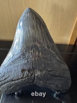 Megalodon Sharks Tooth 5 11/16 inch fossil sharks teeth tooth