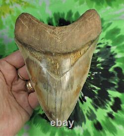 Megalodon Sharks Tooth 5 13/16 inch Indonesian fossil sharks tooth teeth
