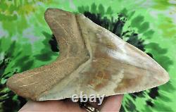 Megalodon Sharks Tooth 5 13/16 inch Indonesian fossil sharks tooth teeth