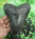 Megalodon Sharks Tooth 5 13/16'' Inch No Restorations Fossil Sharks Teeth Tooth