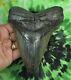 Megalodon Sharks Tooth 5 13/16'' Inch No Restorations Fossil Sharks Teeth Tooth