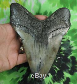 Megalodon Sharks Tooth 5 13/16'' inch NO RESTORATIONS fossil sharks teeth tooth