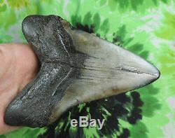 Megalodon Sharks Tooth 5 13/16'' inch NO RESTORATIONS fossil sharks teeth tooth