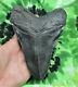 Megalodon Sharks Tooth 5 15/16'' Inch No Restorations Fossil Sharks Teeth Tooth