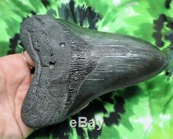 Megalodon Sharks Tooth 5 15/16'' inch NO RESTORATIONS fossil sharks teeth tooth
