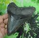 Megalodon Sharks Tooth 5 1/16'' Inch No Restorations Fossil Sharks Teeth Tooth