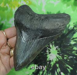Megalodon Sharks Tooth 5 1/16'' inch NO RESTORATIONS fossil sharks teeth tooth
