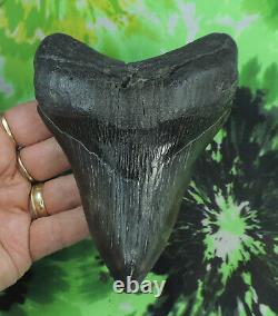 Megalodon Sharks Tooth 5 1/16'' inch NO RESTORATIONS fossil sharks teeth tooth