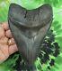 Megalodon Sharks Tooth 5 1/2'' Inch Nice! No Restorations Fossil Sharks Teeth