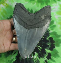 Megalodon Sharks Tooth 5 1/2'' inch NICE! NO RESTORATIONS fossil sharks teeth