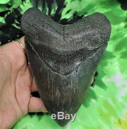 Megalodon Sharks Tooth 5 1/2'' inch NO RESTORATIONS fossil sharks teeth tooth