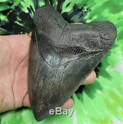 Megalodon Sharks Tooth 5 1/2'' inch NO RESTORATIONS fossil sharks teeth tooth