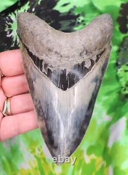 Megalodon Sharks Tooth 5 1/4 inch INDONESIAN NO RESTORATIONS fossil teeth