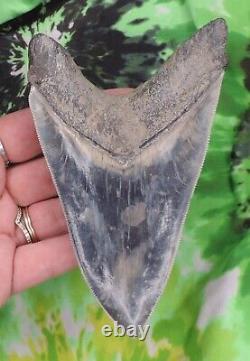 Megalodon Sharks Tooth 5 1/4 inch INDONESIAN NO RESTORATIONS fossil teeth