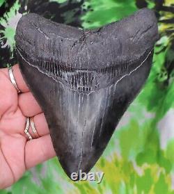 Megalodon Sharks Tooth 5 1/8 inch BEAUTY! NO RESTORATIONS fossil sharks teeth