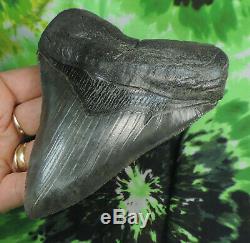 Megalodon Sharks Tooth 5 1/8'' inch NO RESTORATIONS fossil sharks teeth tooth