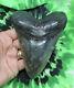Megalodon Sharks Tooth 5 1/8'' Inch No Restorations Fossil Sharks Tooth Teeth