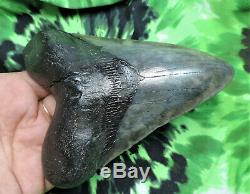 Megalodon Sharks Tooth 5 1/8'' inch NO RESTORATIONS fossil sharks tooth teeth