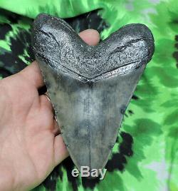 Megalodon Sharks Tooth 5 1/8'' inch NO RESTORATIONS fossil sharks tooth teeth