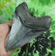 Megalodon Sharks Tooth 5 3/16'' Inch No Restorations Fossil Sharks Teeth Tooth