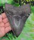 Megalodon Sharks Tooth 5 3/16 Inch No Restorations Fossil Sharks Teeth Tooth
