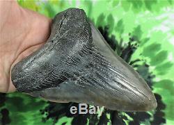 Megalodon Sharks Tooth 5 3/16'' inch NO RESTORATIONS fossil sharks teeth tooth