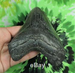 Megalodon Sharks Tooth 5 3/16'' inch NO RESTORATIONS fossil sharks teeth tooth