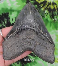 Megalodon Sharks Tooth 5 3/16 inch NO RESTORATIONS fossil sharks teeth tooth