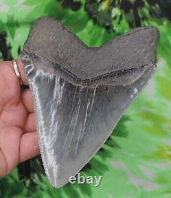 Megalodon Sharks Tooth 5 3/16 inch NO RESTORATIONS fossil sharks teeth tooth