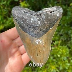 Megalodon Sharks Tooth 5.567 x 4.382