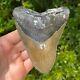 Megalodon Sharks Tooth 5.567 X 4.382