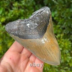 Megalodon Sharks Tooth 5.567 x 4.382