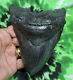Megalodon Sharks Tooth 5 5/16'' Inch No Restorations Fossil Sharks Teeth Tooth