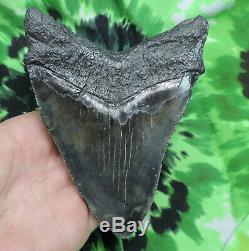 Megalodon Sharks Tooth 5 5/16'' inch NO RESTORATIONS fossil sharks teeth tooth