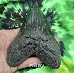 Megalodon Sharks Tooth 5 5/16'' inch NO RESTORATIONS fossil sharks teeth tooth