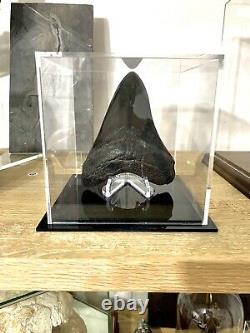 Megalodon Sharks Tooth 5 5/16'' inch fossil sharks teeth tooth