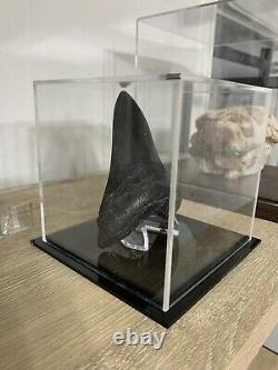 Megalodon Sharks Tooth 5 5/16'' inch fossil sharks teeth tooth