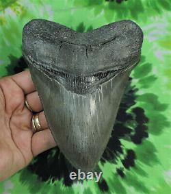 Megalodon Sharks Tooth 5 5/8'' inch BEAUTY! NO RESTORATIONS fossil sharks teeth