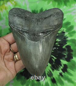 Megalodon Sharks Tooth 5 5/8'' inch BEAUTY! NO RESTORATIONS fossil sharks teeth