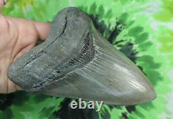 Megalodon Sharks Tooth 5 5/8'' inch BEAUTY! NO RESTORATIONS fossil sharks teeth