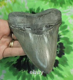 Megalodon Sharks Tooth 5 5/8'' inch BEAUTY! NO RESTORATIONS fossil sharks teeth