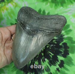 Megalodon Sharks Tooth 5 5/8'' inch BEAUTY! NO RESTORATIONS fossil sharks teeth