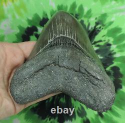 Megalodon Sharks Tooth 5 5/8'' inch BEAUTY! NO RESTORATIONS fossil sharks teeth