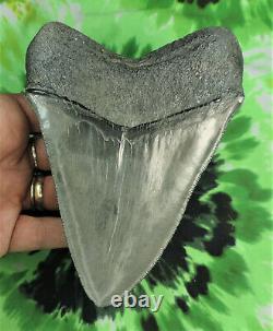 Megalodon Sharks Tooth 5 5/8'' inch BEAUTY! NO RESTORATIONS fossil sharks teeth