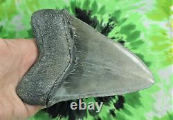 Megalodon Sharks Tooth 5 5/8'' inch BEAUTY! NO RESTORATIONS fossil sharks teeth