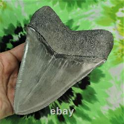 Megalodon Sharks Tooth 5 5/8'' inch BEAUTY! NO RESTORATIONS fossil sharks teeth